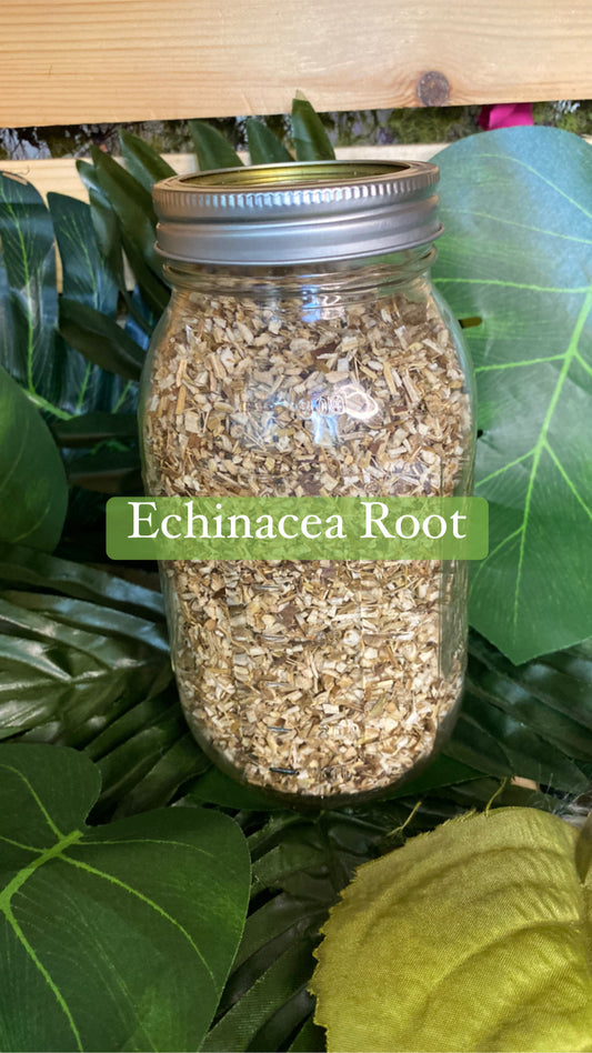 Echinacea root